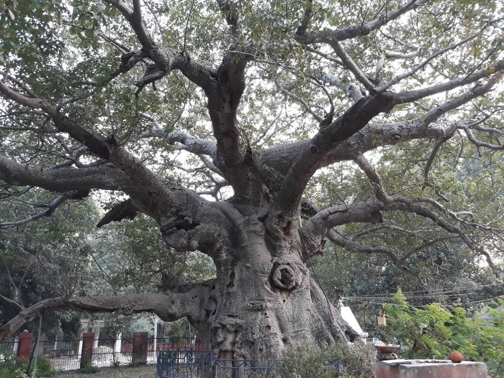 Parijaat, the oldest tree in India