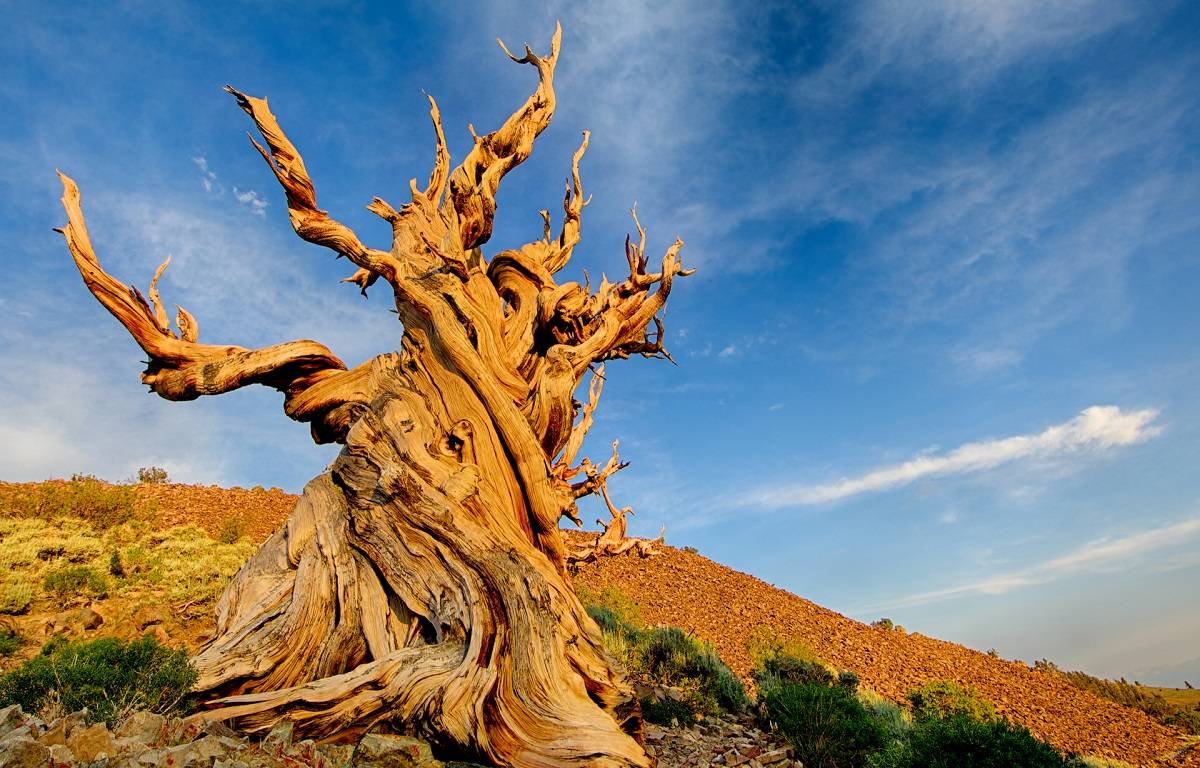 Bristlecone pines are considered to be extremophiles or species that can resist high environmental circumstances like high elevations, soaring temperatures, and shifting pH levels