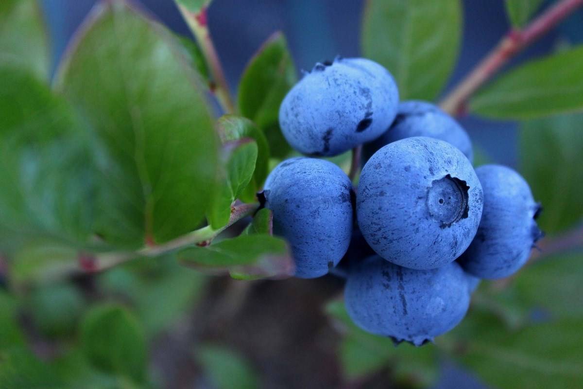 Lowbush Blueberries