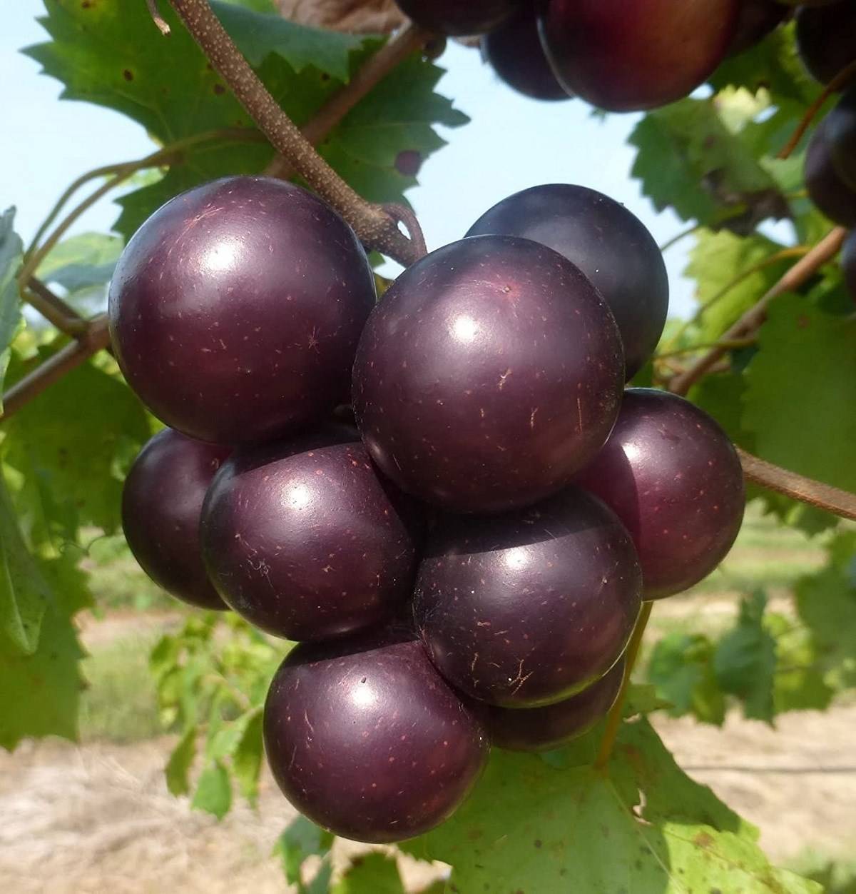 Muscadine Grapes