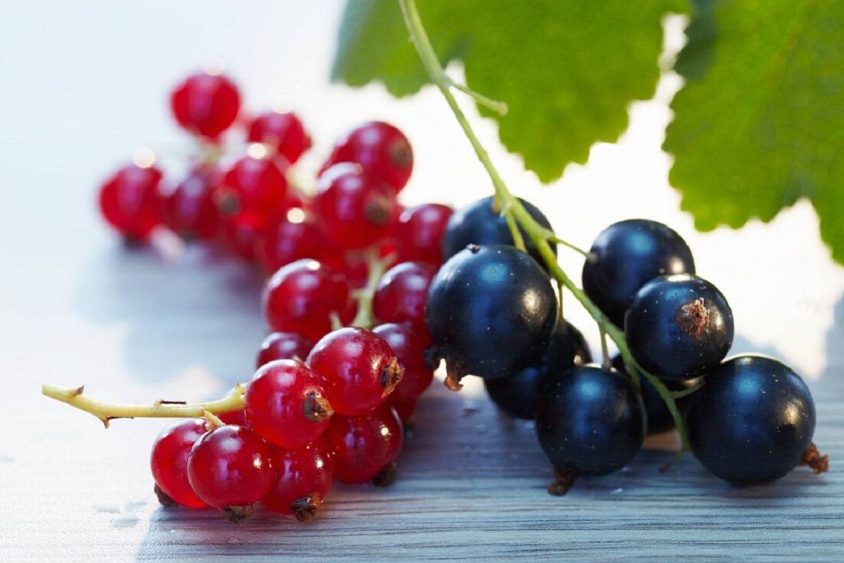 Redcurrants and Blackcurrants