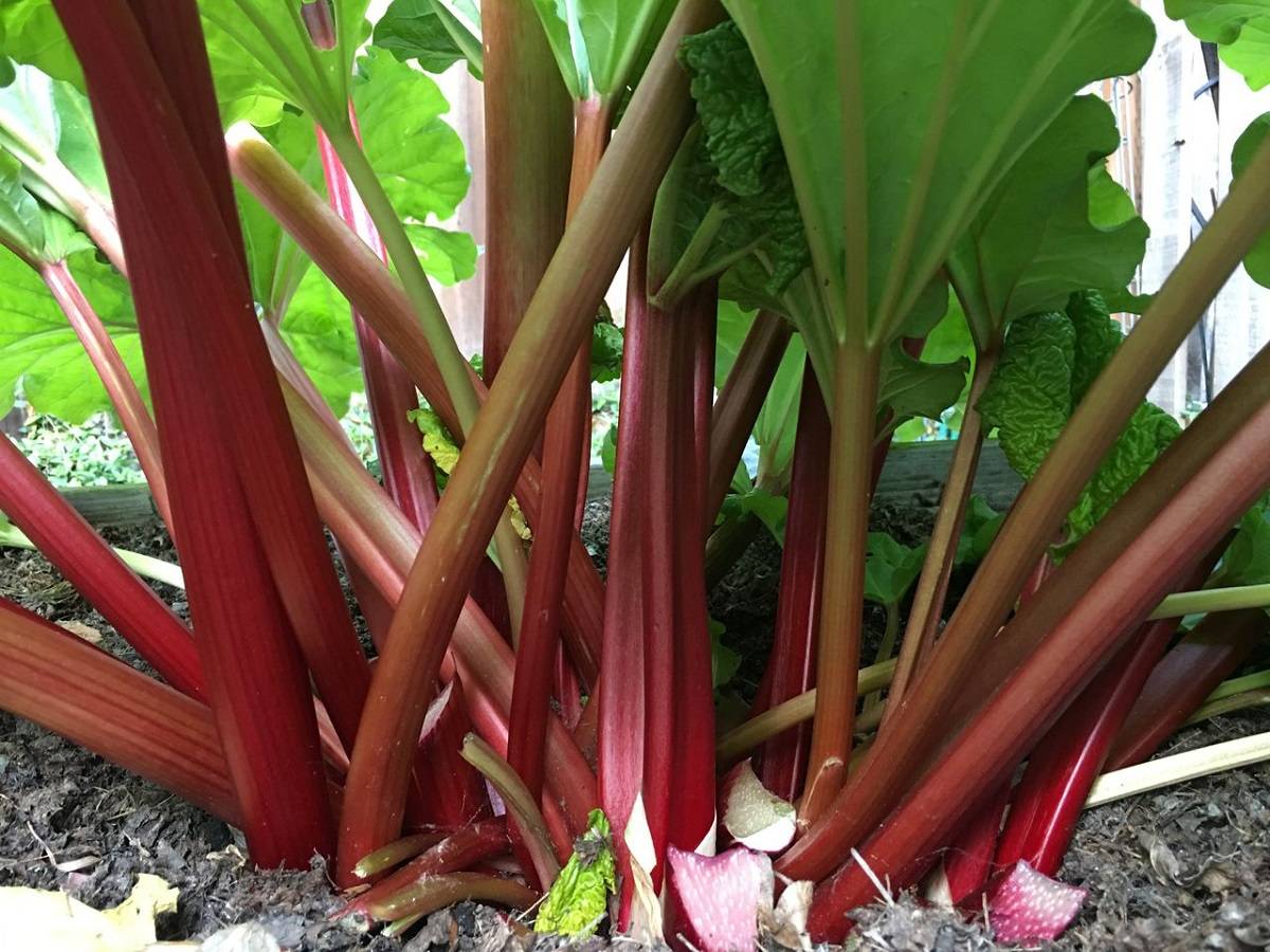 Rhubarb