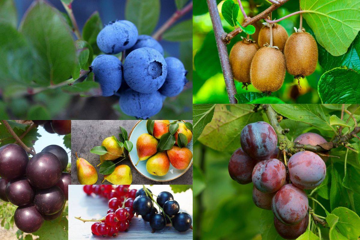 Popular Shade Fruit Plants for Your Garden