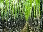 Sugar Sector Declared Self Sufficient As Sugarcane Production Crosses 5000 LMT in 2021-22
