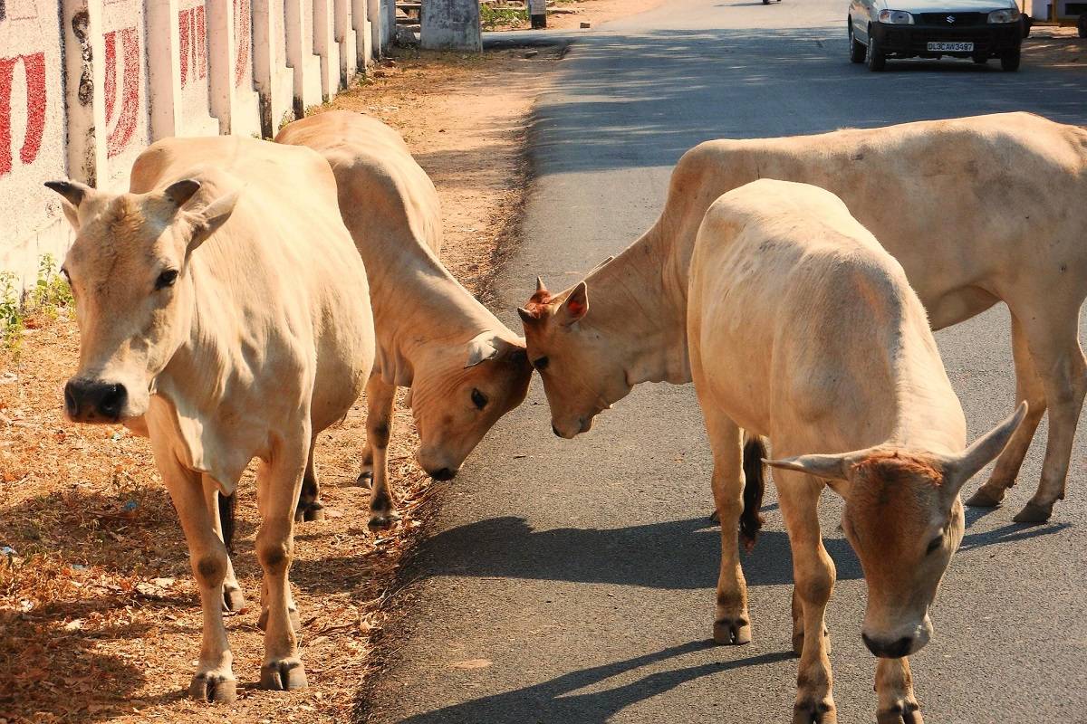 Making money with cattle enterprises requires selecting profitable breeds