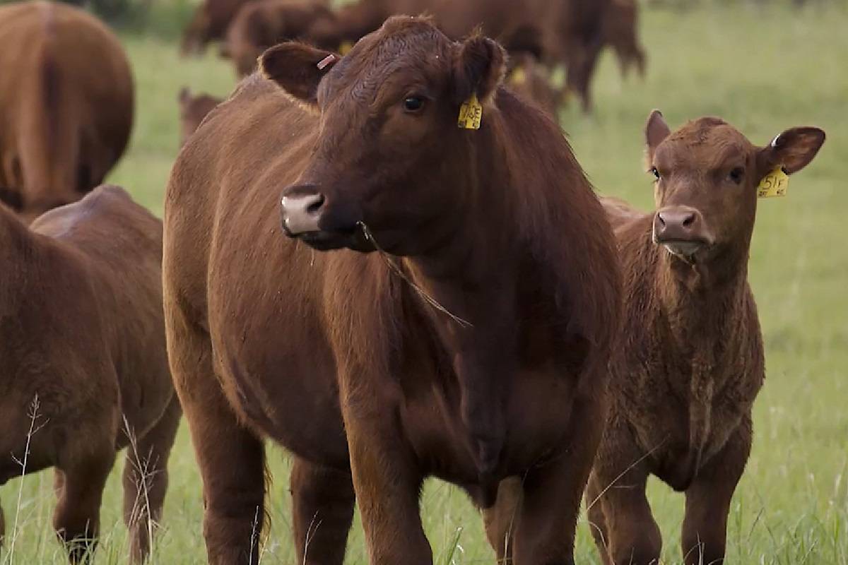 Tips for Profitable Cattle Business in India