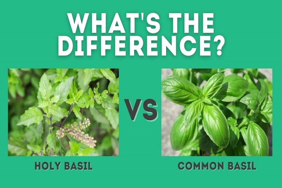 Holy basil and basil come from the same family, the Ocimum genus