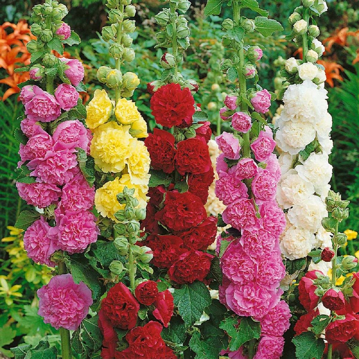 Hollyhocks are a traditional component of cottage gardens, blossom in the middle of the summer on towering spikes