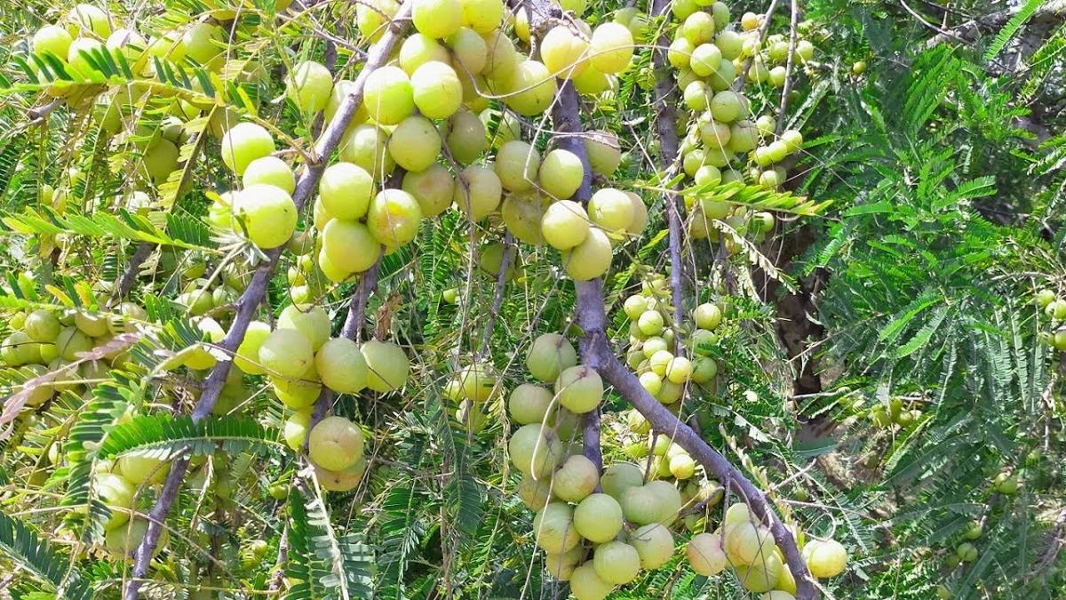 Amla is used to make a variety of products, including shampoo, hair oil, dye, teeth powder, and facial treatments