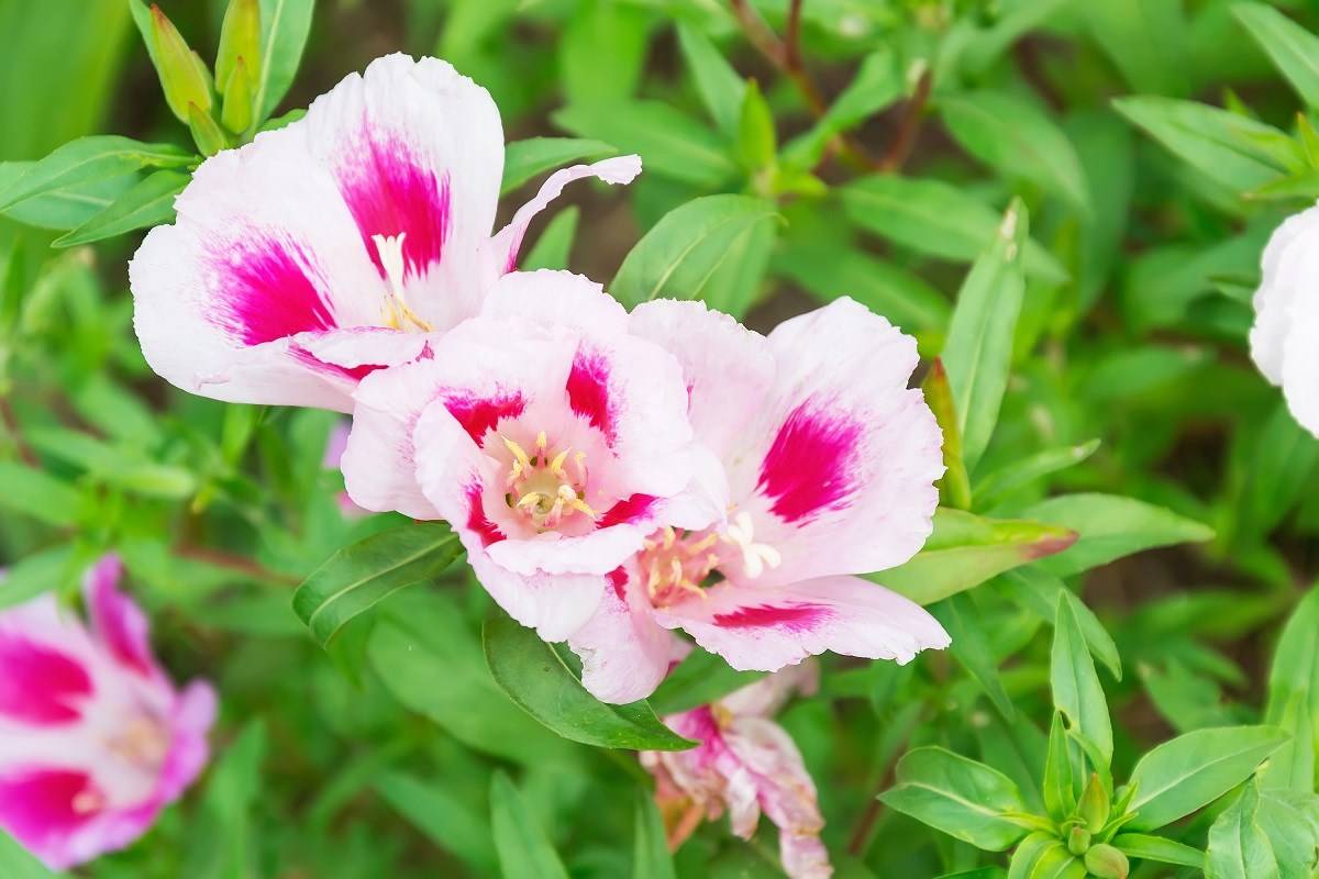 Clarkia/ Satin Flowers in Your Garden