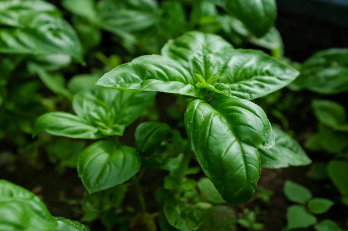 Basil Cultivation: A Complete Guide to Grow Tulsi at Home