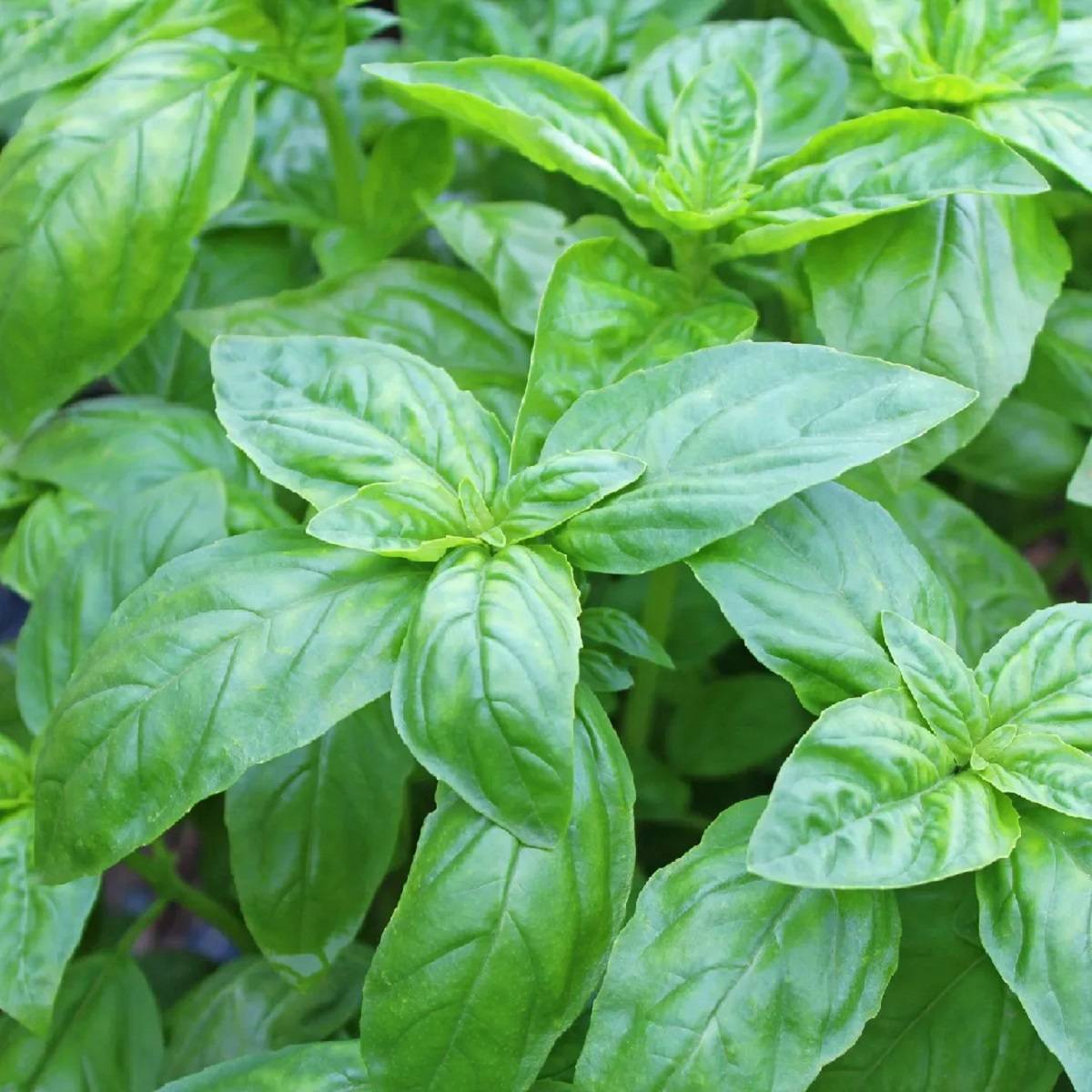 Basil can be readily multiplied by cutting a little piece from an established plant