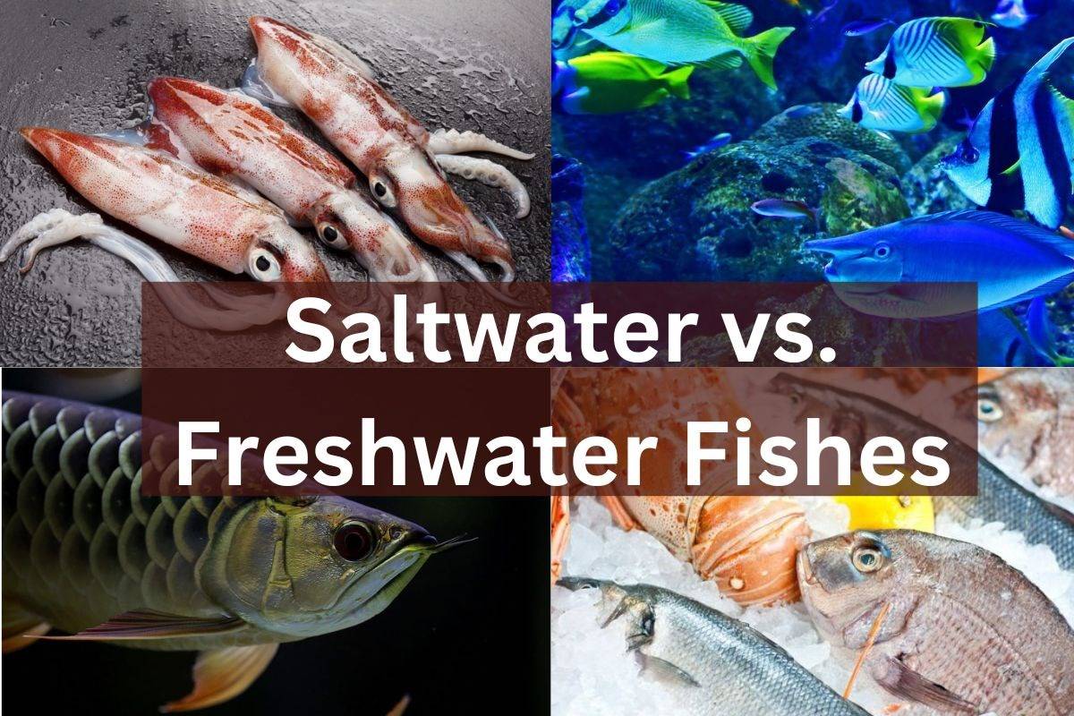 Fish from freshwater and saltwater differ little in terms of nutrition
