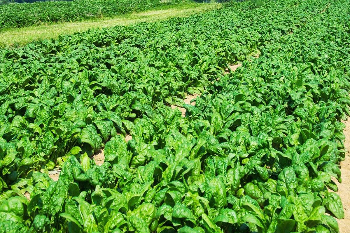 Depending upon the variety spinach plants begin to generate seeds 4 to 6 weeks after the leaves are suitable for harvest