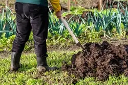 Brown Manuring: A New Approach to Tackle Weeds & Improvise Soil Health