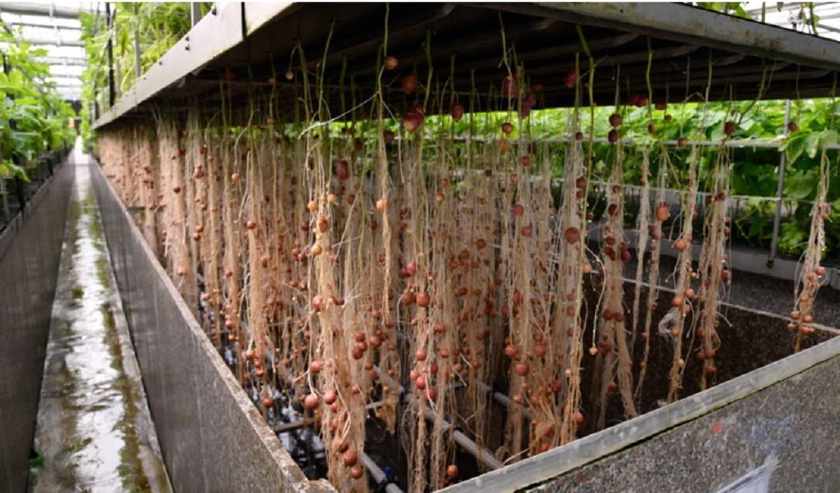 Growing potatoes in an aeroponic system