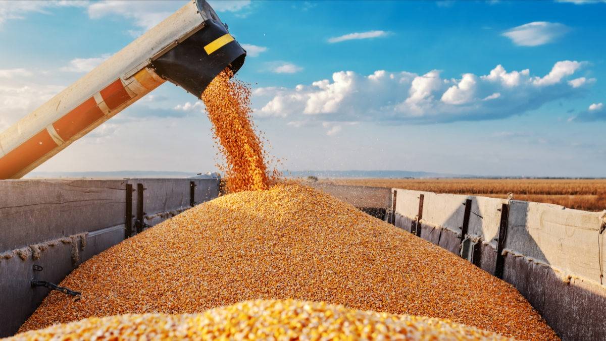 Mexico has been importing American GM feed corn for years, purchasing about $3 billion worth yearly