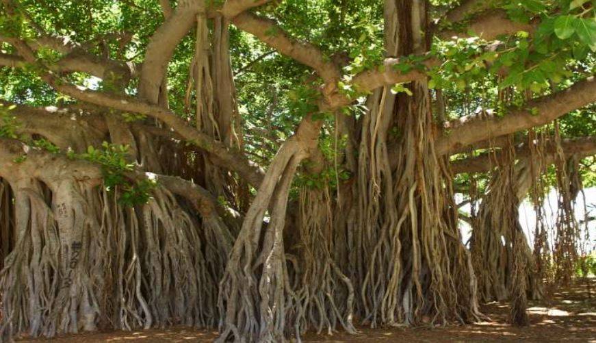 banyan tree