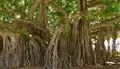 Uses, Benefits, and Side Effects of Banyan Tree
