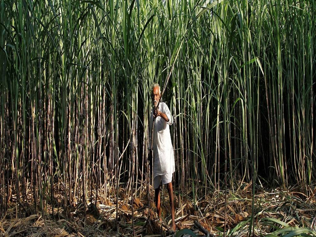 SAP for sugarcane to rise from the current Rs 362 per quintal to Rs 372, declare CM Khattar
