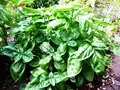 Major Pests & Diseases of Basil and Ways to Control It