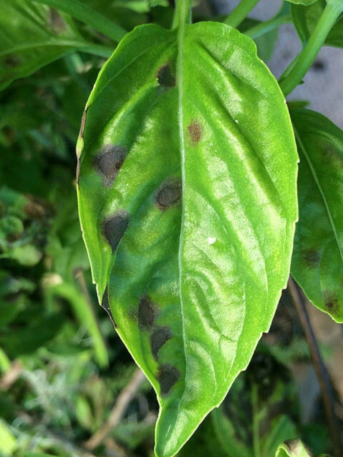 Cercospora leaf spot (Cercospora ocimicola)