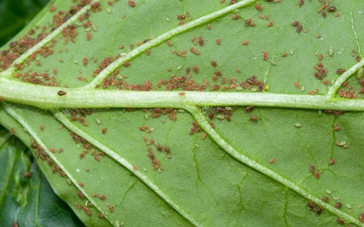 Aphids