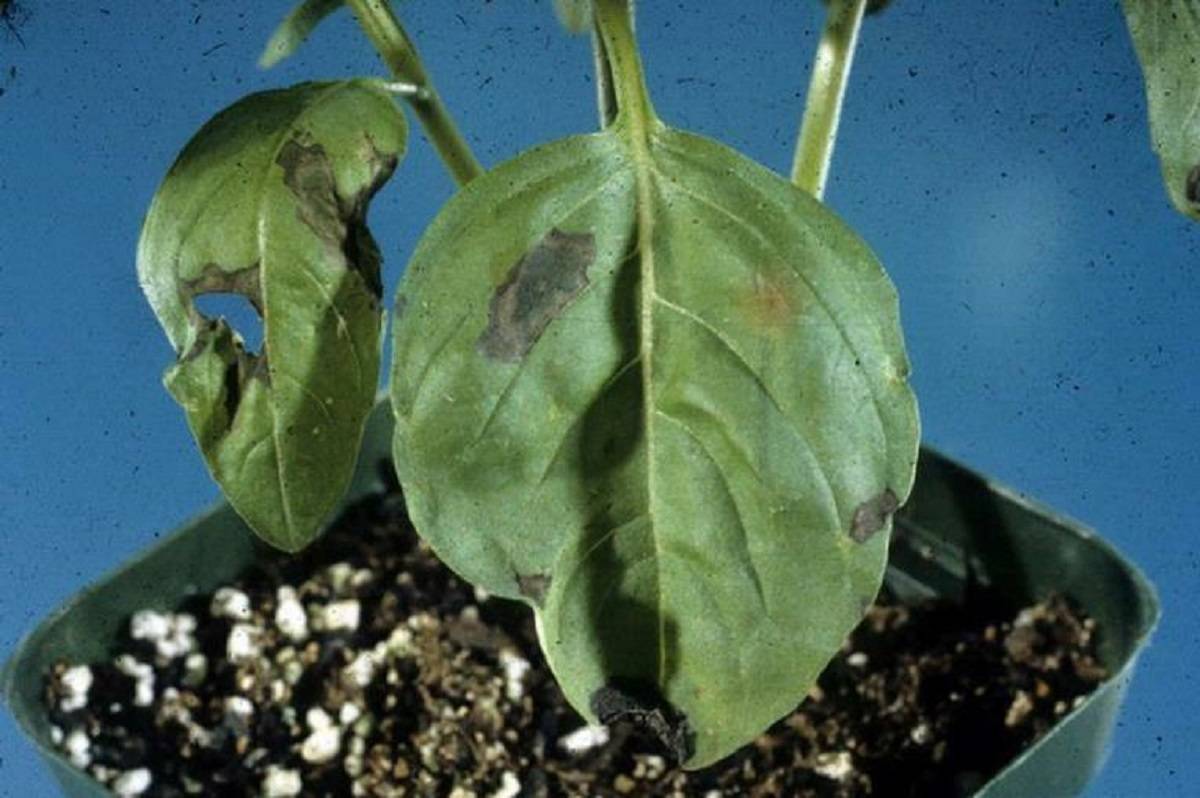 Basil Shoot Blight or Bacterial Leaf Spot