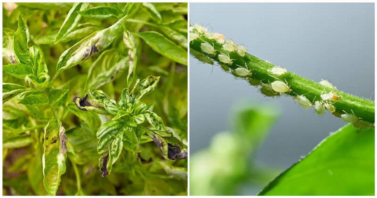 Major Pests and Diseases of Basil Plant