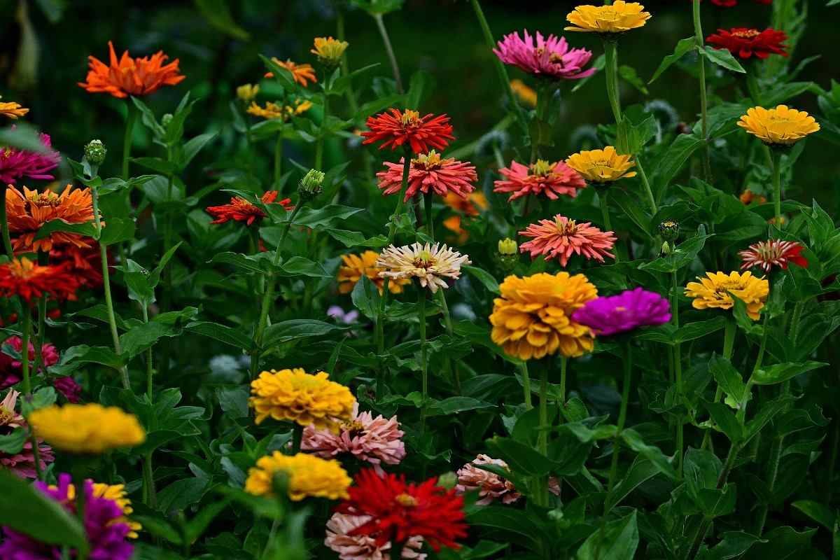 Zinnia elegans are the most widely grown zinnia species, has been developed to generate a large variety of distinctive variants
