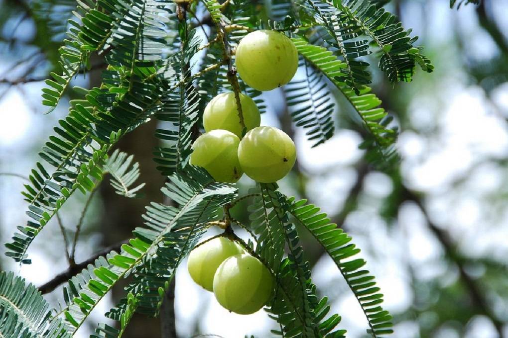 Amla Plants