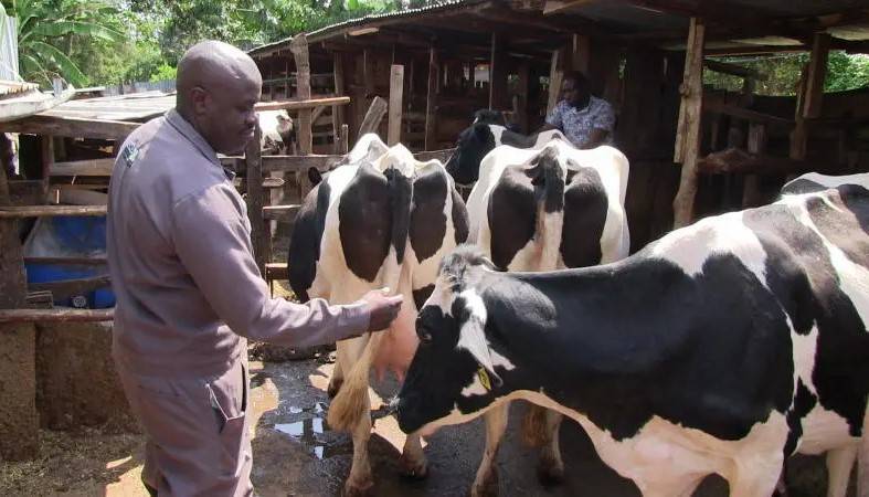 Dairy farming is one of the most popular enterprises in Nyeri county