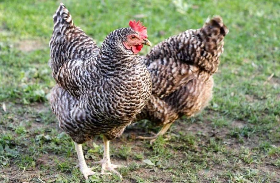 Gujarat’s Ankleshwar Chicken Breed Receives a Upgrade