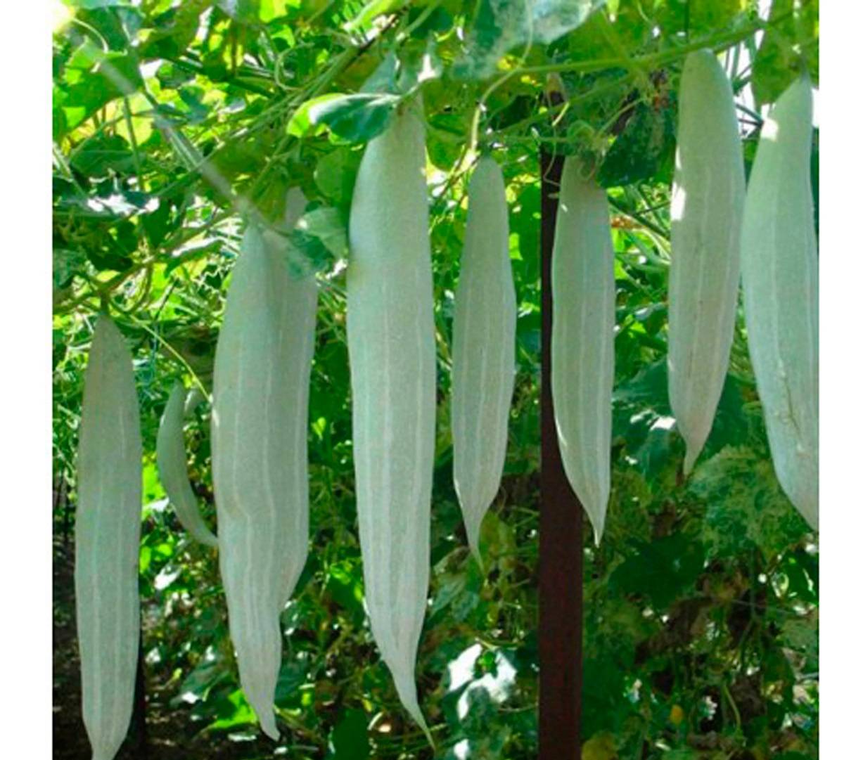 Snake gourd seedlings have many lateral stems and develop quickly as trailing plants