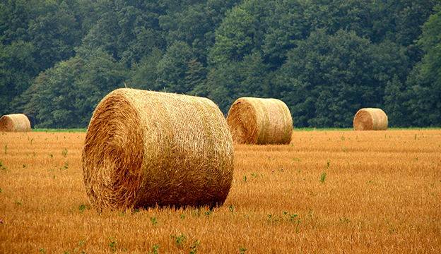 A Complete Guide To Quality Hay Making