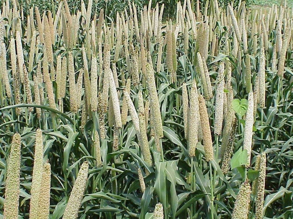 Uttar Pradesh govt planning to boost the production of millets and oilseeds