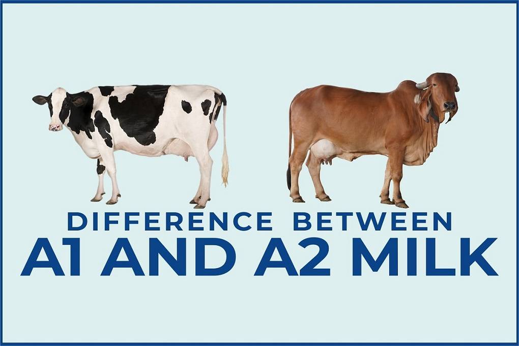 know-the-difference-between-a1-and-a2-milk