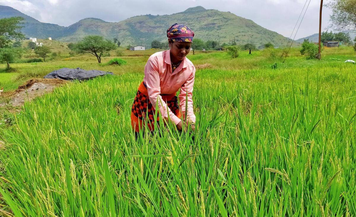 New agricultural programmes are provided under the priority areas of inclusive development and green growth