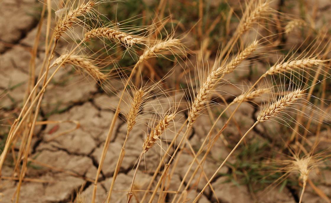 Monthly condition ratings for winter wheat fell sharply in Oklahoma during January