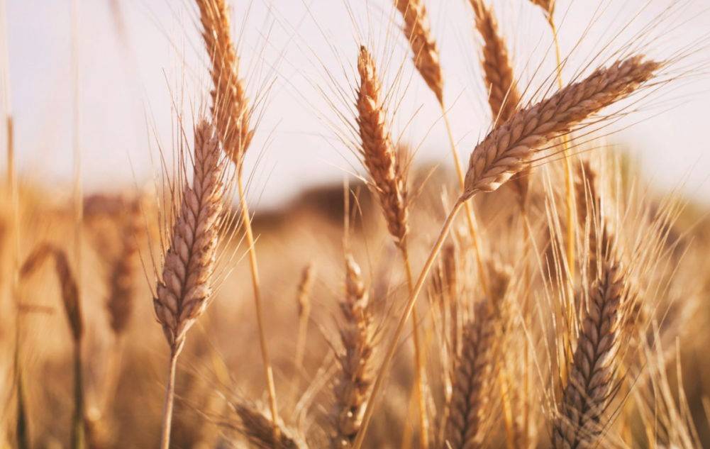 Durum wheat is harder than regular wheat and contains nutrients such as iron and zinc