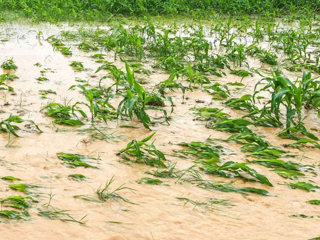Crop damage due to heavy rains in Cauvery delta region in Tamil Nadu