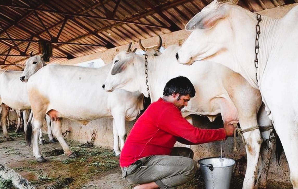 Budget 2023-24: Share of Animal Husbandry Sector Increases By 40%