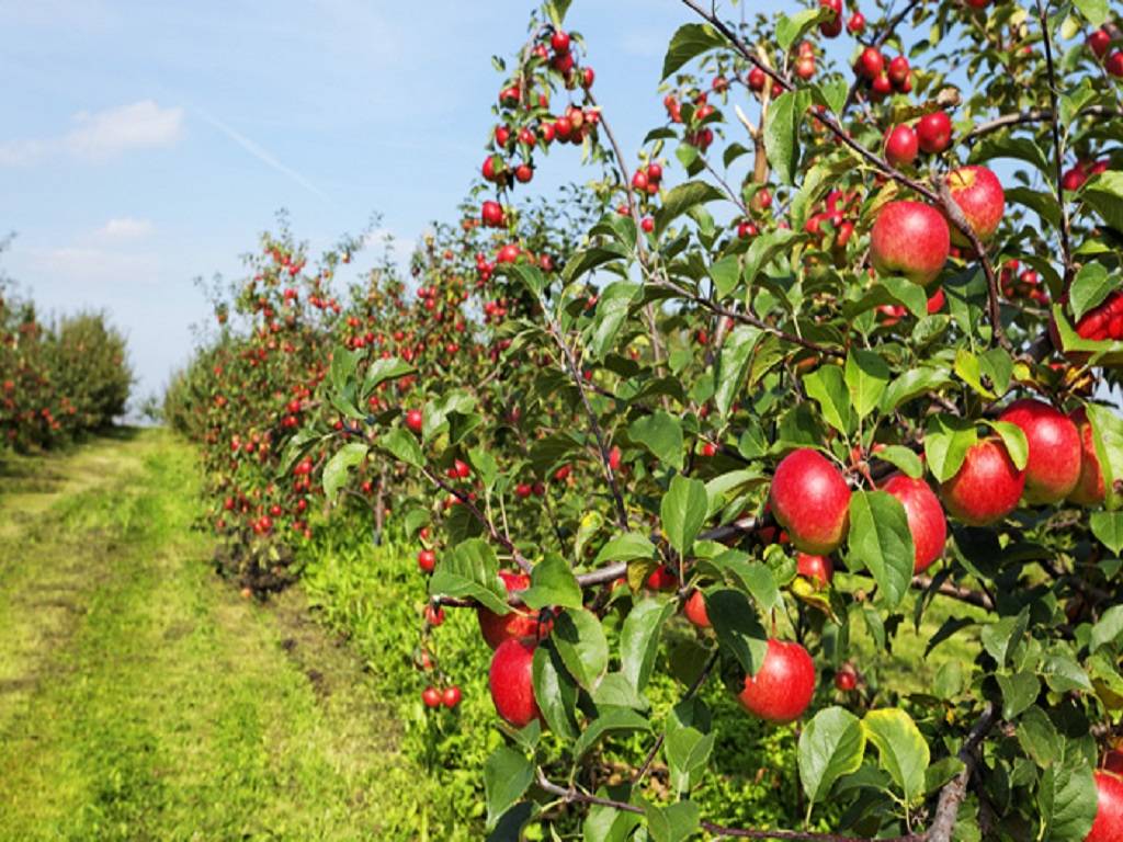 For apple farming, the guidelines suggest removing and destroying infested twigs, collecting and destroying egg masses and borer-infested branches, and pruning dried-up trees