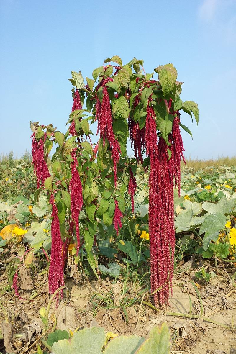 Amaranthus is also naturally completely gluten-free and is rich in protein, fibre, copper, selenium, magnesium,