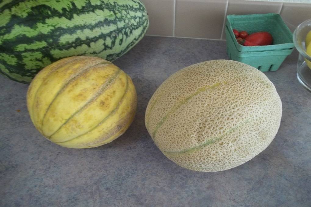 Muskmelon