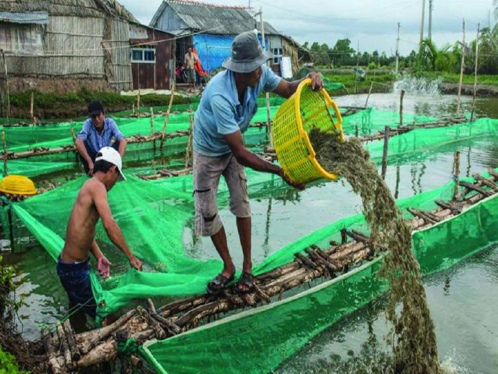 The government is providing subsidies for shrimp farming through the Pradhan Mantri Matsya Sampada Yojana (PMMSY)