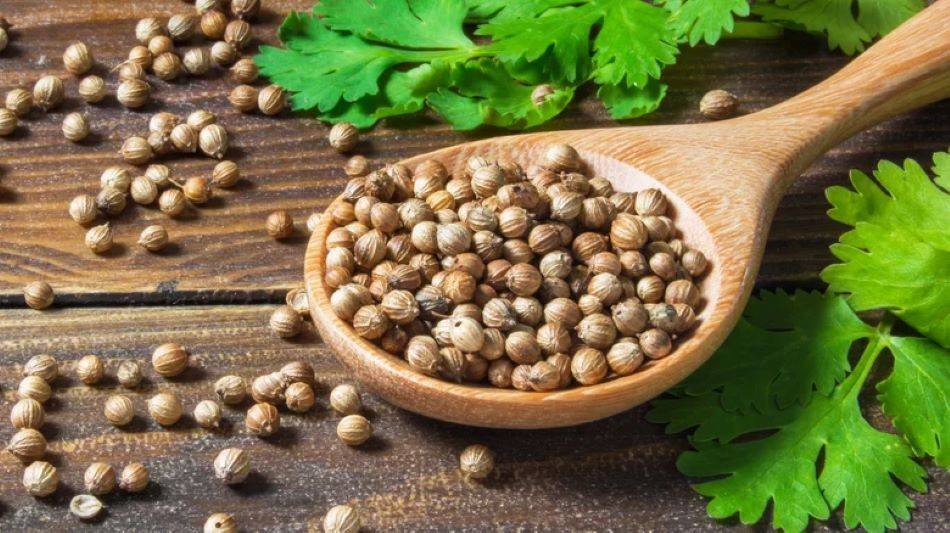 Coriander seed imports had increased moderately year on year in the previous two fiscal years