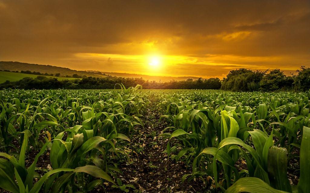 S&P Global Commodity Insights analysts predict that farmers in the United States will plant 90.5 million acres of corn in 2023