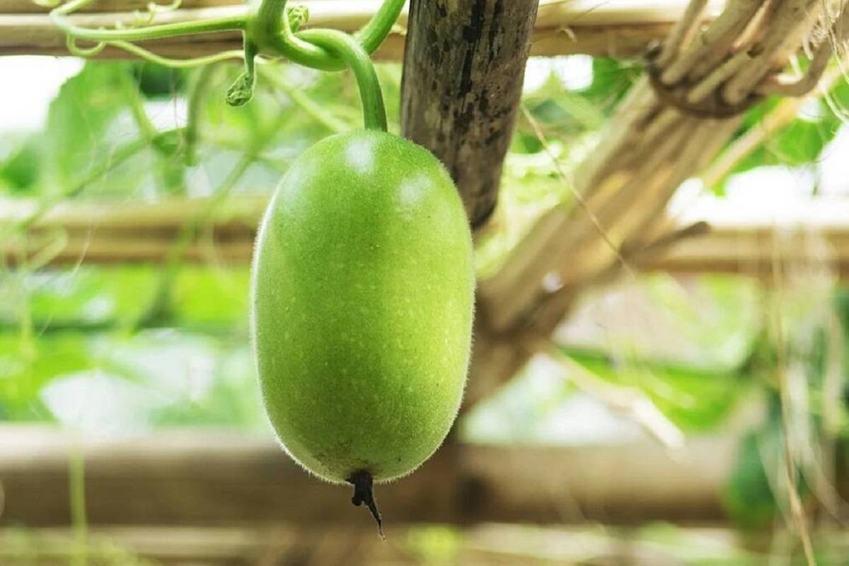 Ash gourd is low in calories, fat, and protein.