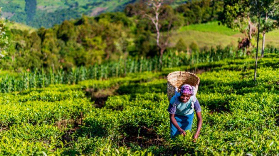 Bill & Melinda Gates Foundation established Gates Ag One to use crop science from around the world to meet the needs of smallholder farmers in South Asia & Africa